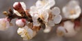 White, pink beautiful spring flowers on tree blooming in spring. Selective focus. High quality photo. Spring primrose. Apple trees Royalty Free Stock Photo