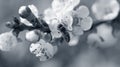 White, pink beautiful spring flowers on tree blooming in spring. Selective focus. High quality photo. Spring primrose. Apple trees Royalty Free Stock Photo