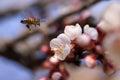 White, pink beautiful spring flowers on tree blooming in spring. Selective focus. High quality photo. Spring primrose. Apple trees Royalty Free Stock Photo