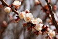 White, pink beautiful spring flowers on tree blooming in spring. Selective focus. High quality photo. Spring primrose. Apple trees Royalty Free Stock Photo