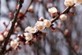 White,pink beautiful spring flowers on tree blooming in spring. Selective focus. High quality photo. Royalty Free Stock Photo