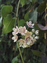 White-pink bloom of Dregea sinensis Royalty Free Stock Photo