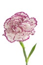 White and pink blooming carnation flower