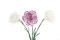 White and pink blooming carnation flowers