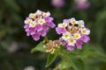 White-pink blooming Lantana. Bokeh effect, macro