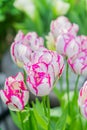 White and pink blooming tulips closeup, floral background Royalty Free Stock Photo