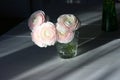 White and pink blossom ranunculus with dark background. Royalty Free Stock Photo