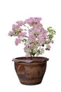 White and Pink Bougainvillea flower in pot isolated on white background. Royalty Free Stock Photo