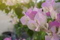 White and Pink Bougainvillea flower with sunlight. Royalty Free Stock Photo