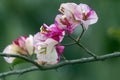 White and pink Bougainvillea flowers