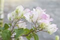 White and Pink bougaville flower with sunlight on nature background. Royalty Free Stock Photo