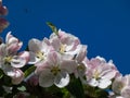 White and pink buds and blossoms of apple tree flowering in on orchard in spring with blue sky in background. Branches full with Royalty Free Stock Photo