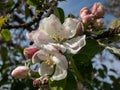 White and pink buds and blossoms of apple tree flowering in an orchard in spring. Branches full with flowers with open and closed Royalty Free Stock Photo