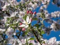 White and pink buds and blossoms of apple tree flowering in an orchard in spring Royalty Free Stock Photo