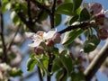 White and pink buds and blossoms of apple tree flowering in an orchard in spring. Branches full with flowers with open and closed Royalty Free Stock Photo