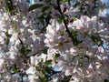 White and pink buds and blossoms of apple tree flowering in an orchard in spring. Branches full with flowers Royalty Free Stock Photo