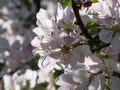 White and pink buds and blossoms of apple tree flowering in an orchard in spring Royalty Free Stock Photo