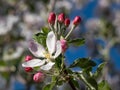 White and pink buds and blossoms of apple tree flowering in an orchard in spring. Branches full with flowers with open and closed Royalty Free Stock Photo