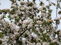 White and pink buds and blossoms of apple tree flowering in an orchard in spring Royalty Free Stock Photo