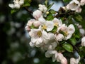 White and pink buds and blossoms of apple tree flowering in an orchard in spring Royalty Free Stock Photo