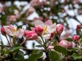 White and pink buds and blossoms of apple tree flowering in an orchard in spring Royalty Free Stock Photo