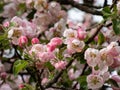 White and pink buds and blossoms of apple tree flowering in an orchard in spring. Branches full with flowers with open and closed Royalty Free Stock Photo