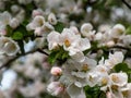 White and pink buds and blossoms of apple tree flowering in an orchard in spring. Branches full with flowers with open and closed Royalty Free Stock Photo