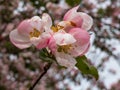 White and pink buds and blossoms of apple tree flowering in an orchard in spring. Branches full with flowers with open and closed Royalty Free Stock Photo