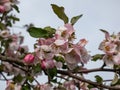 White and pink buds and blossoms of apple tree flowering in an orchard in spring. Branches full with flowers with open and closed Royalty Free Stock Photo