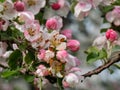 White and pink buds and blossoms of apple tree flowering in an orchard in spring. Branches full with flowers with open and closed Royalty Free Stock Photo
