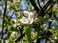 White and pink buds and blossoms of apple tree flowering in on orchard in spring Royalty Free Stock Photo