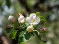 White and pink buds and blossoms of apple tree flowering in on orchard in spring Royalty Free Stock Photo