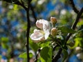 White and pink buds and blossoms of apple tree flowering in on orchard in spring Royalty Free Stock Photo