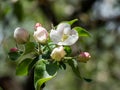 White and pink buds and blossoms of apple tree flowering in on orchard in spring. Branches full with flowers with open petals in Royalty Free Stock Photo