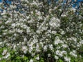 White and pink buds and blossoms of apple tree flowering in on orchard in spring. Branches full with flowers with open petals. Royalty Free Stock Photo