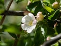 White and pink buds and blossoms of apple tree flowering in on orchard in spring. Branches full with flowers with open petals in Royalty Free Stock Photo