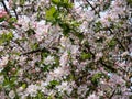 White and pink buds and blossoms of apple tree flowering in spring. Branches full with flowers eith open petals Royalty Free Stock Photo