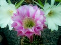 White and Pink Cactus Flowers Arranging