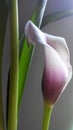 White and pink calla lily flower Royalty Free Stock Photo