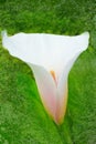 White pink calla lily flower Royalty Free Stock Photo