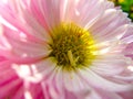 White and pink Callistephus chinensis or China Aster flower