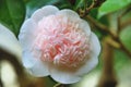White with pink Camellia flower closeup Royalty Free Stock Photo