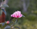 White and pink camellia, japonica, in full bloom with blue sky background Royalty Free Stock Photo