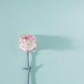 White and pink carnation flower with long shadow on pastel mint background. Modern and minimalistic square flat lay composition