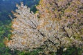 Sakura cherry blossoms. Myohyangsan mountains, North Korea Royalty Free Stock Photo