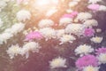 White and pink Chrysanthemum Flower in garden Royalty Free Stock Photo