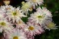 white and pink chrysanthemums on a blurry background close-up. Beautiful bright chrysanthemums bloom in autumn in the garden. Royalty Free Stock Photo