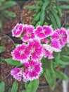 White pink cinese flowers in pots