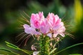 White and pink cleome flower Royalty Free Stock Photo