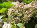 White and pink Flowers Royalty Free Stock Photo